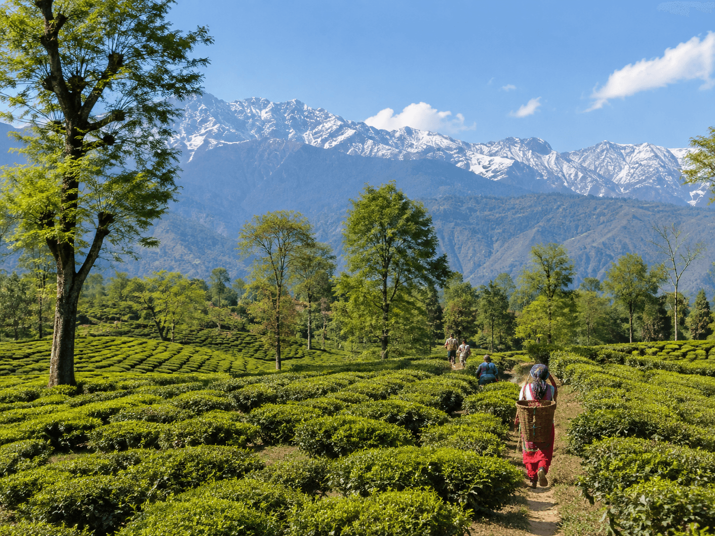 Palampur Tea Gardens | Landscape & Local Life
