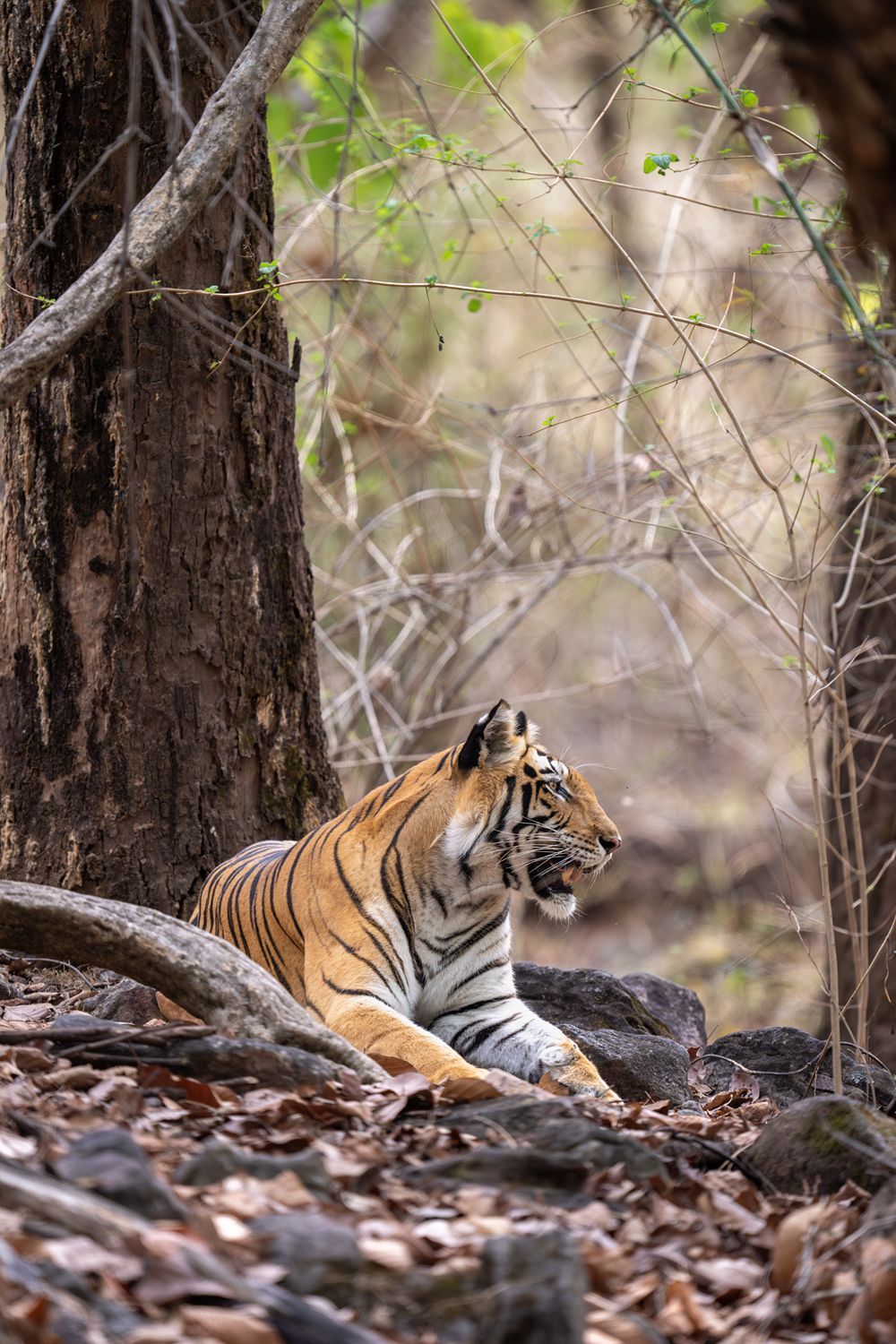 Sariska Tiger Reserve | Wildlife