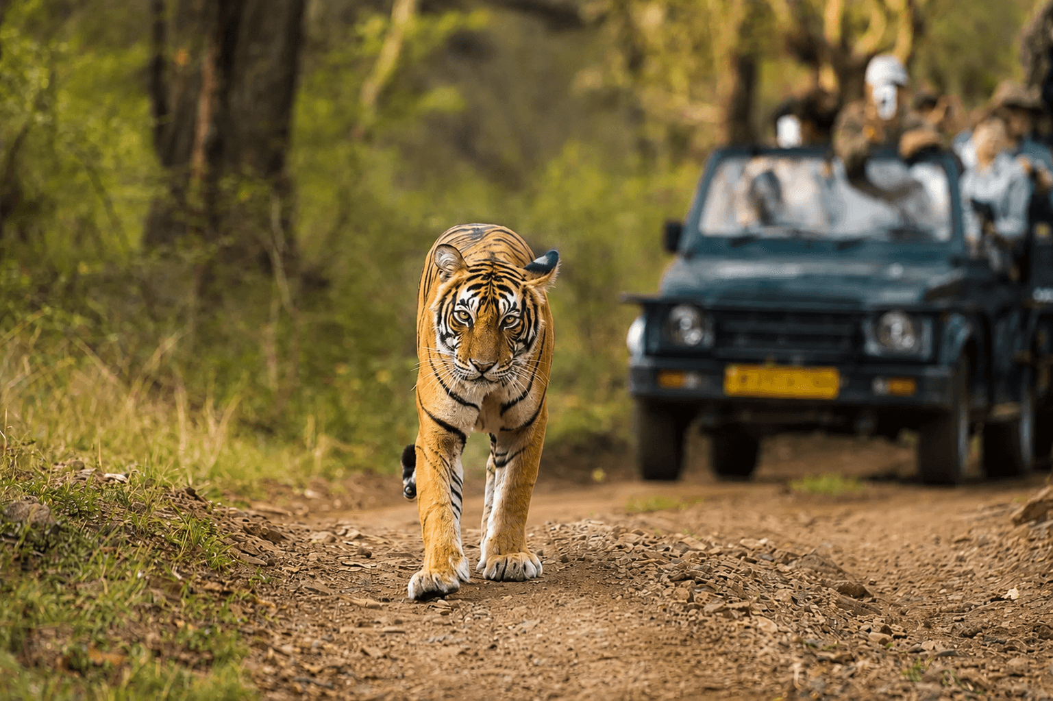 Forest Safaris | Wildlife Watching
