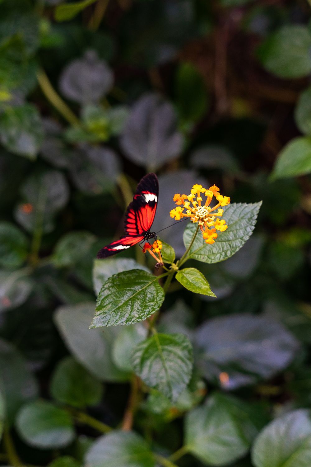 Aravalli Biodiversity Park | Nature