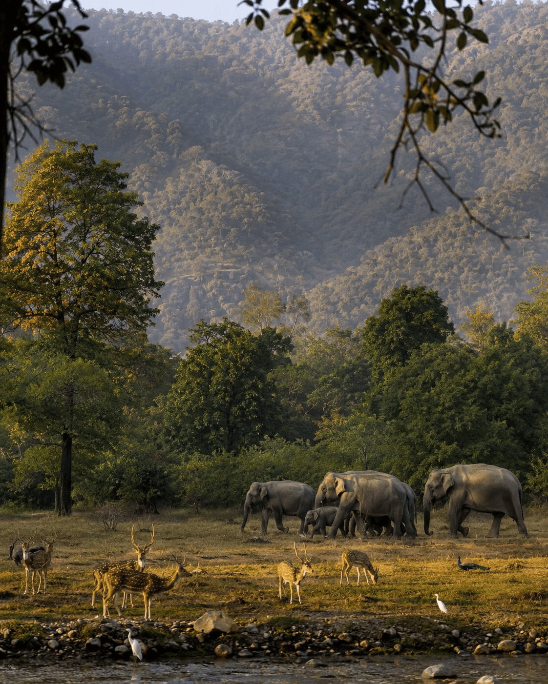Rajaji National Park | Nature & Wildlife
