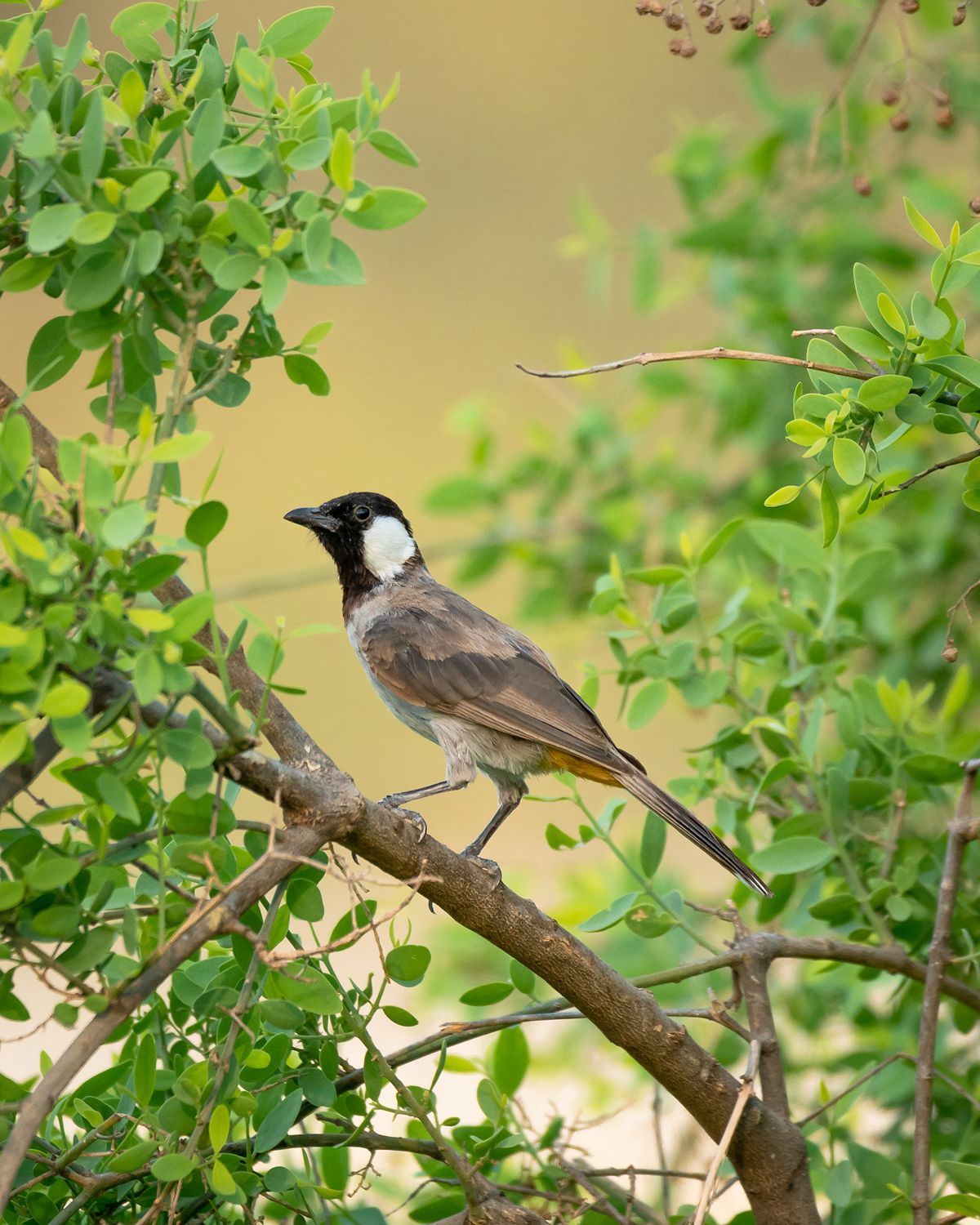 Nannaj | Grassland & Birdlife